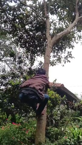 A person in a maroon jacket and jeans is climbing a tree. They are climbing barefooted and have their arms wrapped around the tree. The tree is surrounded by green bushes and trees with red flowers. There is a roof visible in the background. The sky is overcast.