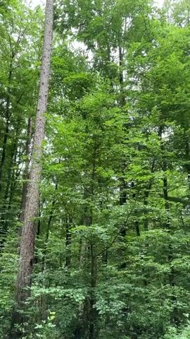 The video shows a path through a lush green forest. Tall trees with dense foliage line the path, creating a shaded canopy. The ground is covered with leaves and dirt. The path appears to be a dirt road, and it curves slightly as it goes deeper into the forest. The overall impression is one of a peaceful and secluded natural environment. The lighting suggests it could be a slightly overcast day or early morning/late afternoon. There are no people or animals visible in the video.