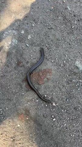 The video shows a snake-like reptile on a gray dirt and gravel surface with a broken piece of reddish-brown brick nearby. The reptile is dark brown or black, smooth-skinned, and has an elongated, slender body curved in an "S" shape. The ground also has some patches of light-colored material. The video is still, with no movement observed. Sunlight is visible in the scene.