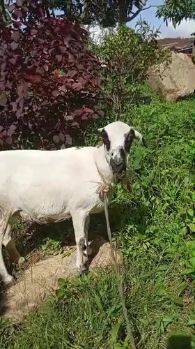 Black-and-white goat grazing and hand-fed in Jos, Nigeria