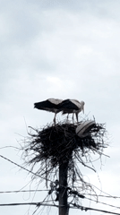 Storks spotted nesting on utility pole structure