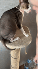 Man shows affection to hairless cat in Korolyov