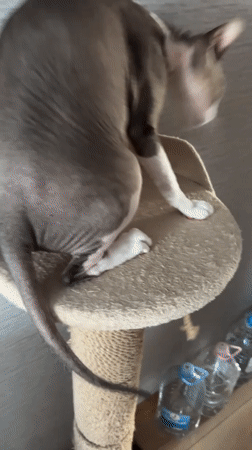 Man shows affection to hairless cat in Korolyov