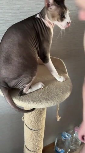 Man shows affection to hairless cat in Korolyov