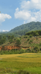 Golden rice fields and green mountains observed near Đà Nẵng