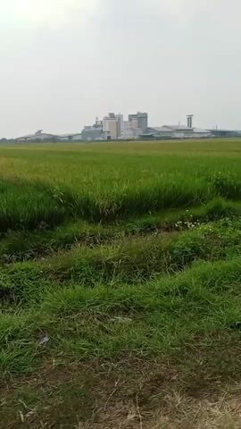 The video shows a landscape with a field of green grass. In the background, there are buildings, possibly industrial or agricultural facilities. There is a power pole visible on the right side of the frame. The sky is overcast. The camera appears to be moving, suggesting it is being filmed from a vehicle or while someone is walking. The video is short, only a few seconds long, and the overall image quality is not very high.