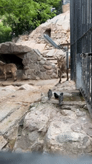 Afternoon zoo visit documented in Moscow with various animals