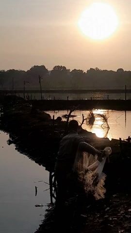 Here's a brief description of the video:

The video shows a person in silhouette throwing a cast net into a calm body of water at sunrise or sunset. The net spreads out in a circular shape on the water's surface, creating ripples. The surrounding environment includes trees and a shoreline with some structures or debris. The overall scene has a peaceful, rural quality.