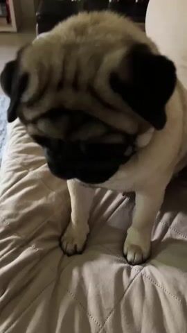 A pug dog sits on a textured beige surface. The dog is light tan with black markings around its face and ears. Its head is tilted to the side and it appears to be looking down. In the background, there is a blurry hint of furniture and a wall. The lighting is dim, suggesting an indoor setting. The video captures the pug looking down for a few seconds, then it lifts its head to look directly at the camera. The dog's ears are floppy and its eyes are dark. The beige surface it's sitting on appears to be a couch or bed with a quilted pattern. The overall scene is a close-up of the pug in what seems to be a domestic environment.