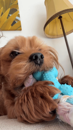 Morning domestic routine captured in Kiryat Bialik home