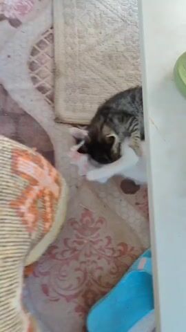 The video shows two kittens on a patterned floor with a rug. One kitten is tabby and the other is white. The tabby kitten is lying on top of the white kitten, and appears to be playing with it. The tabby kitten nuzzles the white kitten's head and face. The white kitten's eyes are wide open, and it appears to be looking at the tabby kitten.