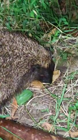 A hedgehog with brown and black quills is foraging in the grass and dirt. It is sniffing the ground and appears to be eating something small and light colored. A brown stick is in the foreground, and green leaves and grass are in the background. The lighting is dim, suggesting it is nighttime or dusk.