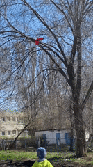 Morning scenes captured across Orenburg: pigeons, traffic, child