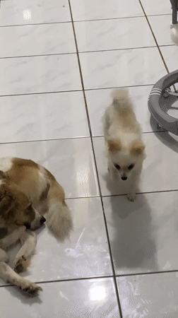A quiet evening at home in Dukuh with pets and a baby