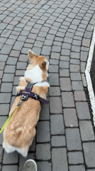 Corgi walks on brick pavement in Krasnoyarsk early morning