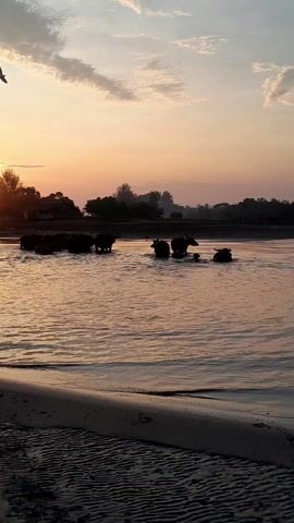 A herd of water buffalo is standing in a body of water. The water is shallow enough that most of their bodies are above the surface. There appear to be several adult buffalo and at least two calves in the group. The background shows silhouetted trees and land. The sky is a mix of orange and pink, suggesting it is either sunrise or sunset. A bird flies across the sky in the distance.