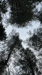 Forest canopy filmed from below in Votkinsk, Russia