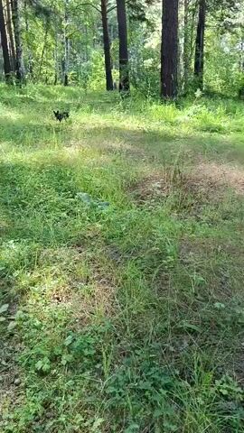 The video shows a black dog running in a grassy area with trees in the background. The dog is running away from the camera on a path. The sun is shining and there are shadows on the ground. The dog appears to be in a forest or park setting.