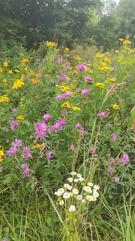 The video shows a meadow filled with wildflowers. The flowers are primarily yellow and pink, with some white flowers also visible at the bottom of the frame. The meadow is surrounded by trees and foliage, suggesting an outdoor, natural setting. The camera appears to be handheld and pans slightly across the scene. There are no people or animals visible in the video. The overall impression is one of a vibrant and peaceful natural landscape.
