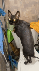 Sphynx Cat Spotted Perched on Toilet Lid in Home