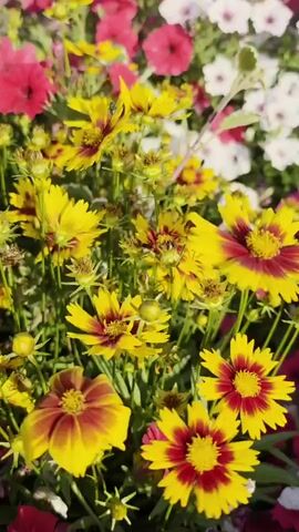 The video shows a close-up shot of a flowerbed filled with various colorful flowers. The main focus is on a cluster of yellow flowers with deep red centers, identified as Coreopsis. Surrounding them are other flowers in shades of pink, red, and white, likely petunias. The lighting suggests it is daytime, possibly morning or late afternoon due to the soft, warm quality of the light. The camera pans slightly, offering a dynamic view of the floral arrangement. There are no people or animals visible in the video. The overall impression is one of a vibrant and healthy garden in bloom.