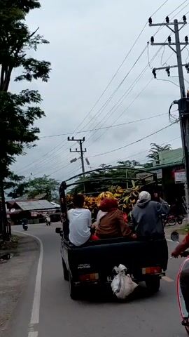A black pick-up truck with “ISUZU PANTHER” on the back drives along a grey, asphalt road. The truck bed is full of bunches of bananas, with three people sitting on the back. One person is wearing a white shirt, another a brown shirt and headscarf, and the third a grey sweatshirt and headscarf. The truck drives on a road with houses and power lines on both sides, passing motorbikes going in the opposite direction. The sky is grey and cloudy.