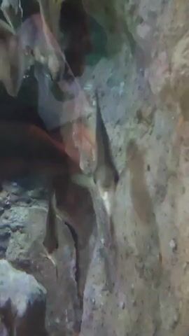 The video shows a group of silvery-gray fish swimming in an aquarium. The fish are diamond-shaped with a long, pointed dorsal fin. They are swimming near a rocky, textured background. The lighting in the aquarium is slightly dim.