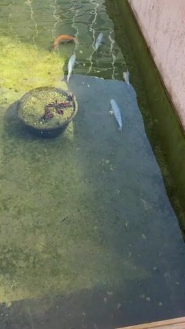 The video shows a narrow, man-made body of water, possibly a canal or a long pond, with concrete walls on one side. The water is somewhat murky, with a greenish tint, and some algae growth is visible on the bottom. Several fish are swimming in the water. There are at least three large, white fish and one or two orange/brown fish. A submerged pot containing what appears to be aquatic plants with reddish leaves is visible on the left side of the frame, near the bottom. The sunlight creates reflections and ripples on the water's surface. The scene is outdoors on a bright, sunny day. The location is Hengelo, Netherlands.