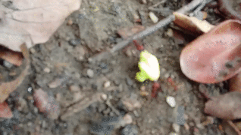 Daily life moments captured in Tinaquillo Venezuela