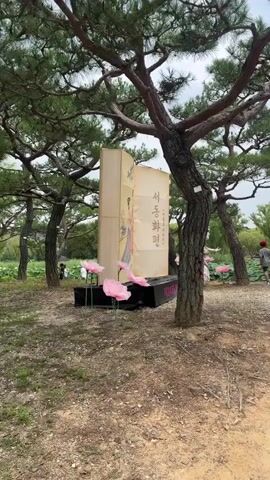 The video shows a large, open-air display under a canopy of pine trees. In the foreground, a large, open book-like structure stands upright, decorated with a drawing of figures in traditional Korean attire. The book has Korean text on its pages. In front of the book are several large, pink, lotus-shaped objects. To the right of the book, partially obscured by a tree trunk, are two figures dressed in green and white, also appearing to be in traditional Korean attire, with hats. More pink lotus-shaped decorations are visible in the background, along with a body of water filled with lotus pads. A person wearing a red hat can be seen walking in the far background. The ground is covered in gravel and dirt, with fallen pine needles. The sky is overcast.
