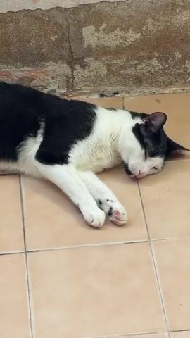 A black and white cat is lying on its side on a tiled floor. The cat is sleeping with its eyes closed and its head resting on the floor. The background is a wall with a rough texture. The video is about 5 seconds long.