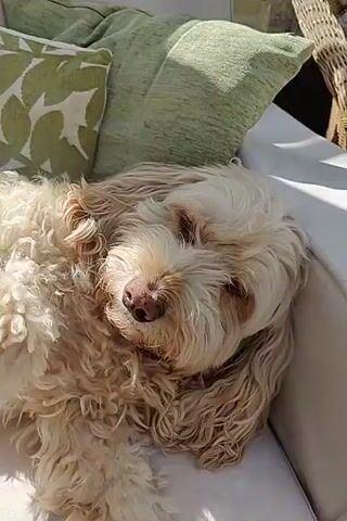 The video features a close-up shot of a light-colored, fluffy dog, possibly a Cockapoo or similar breed, sleeping peacefully. The dog has curly, light blonde or cream-colored fur, with slightly darker fur around its snout. Its eyes are closed, and its dark nose is prominent in the frame. The dog appears to be resting on a light-colored surface, possibly a cushion or blanket, with a soft green pillow with a subtle white pattern visible in the blurred background. Sunlight is casting bright highlights on the dog's fur, suggesting a sunny daytime setting, either outdoors or by a bright window. The dog's overall demeanor appears calm and relaxed. No people or text are visible in the video. The setting appears comfortable and serene, in East Suffolk, United Kingdom.