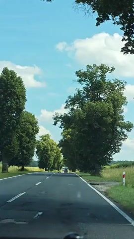 This is a first-person perspective video recorded from inside a vehicle traveling along a tree-lined road. The road is paved and appears to be a rural route, with a white dashed line marking the lanes. On either side of the road are large, mature trees with full green canopies, creating a tunnel effect. Beyond the trees on the left, fields of dry grass or wheat are visible. The sky is a vibrant blue with scattered white, puffy clouds. The overall impression is a sunny day, likely in the late morning or early afternoon.

In the distance, several other vehicles can be seen, also traveling in the same direction. The road curves gently, and the trees create a dappled shade on the asphalt. A small, white sign with a red vertical stripe is visible on the right side of the road, near one of the trees, likely indicating a speed limit or traffic regulation. The greenery and the clear sky suggest a pleasant, perhaps summery, day. There is no visible text other than the traffic sign. The scene evokes a sense of peaceful travel and natural beauty.