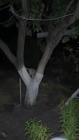 A video captured at night shows a tree with its trunk painted white. To the left of the tree, a small trolley is visible, with one wheel resting on the ground. The ground appears to be covered with wood chips or mulch, and some green plants are growing in the foreground. The lighting is dim, suggesting it's nighttime.