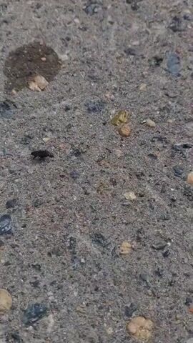 The video shows a close-up view of a dark-colored insect crawling on a rough, gray, concrete-like surface. The surface is textured with small pebbles and grains of various colors, including black, gray, white, and tan. There are also a few larger, irregularly shaped stones scattered across the surface. In the upper right corner of the frame, there is a circular, dark stain, possibly a liquid spill. The insect is small and appears to have six legs. It is moving slowly across the textured surface. The lighting suggests it is daytime, and the focus is on the insect and its immediate surroundings.
