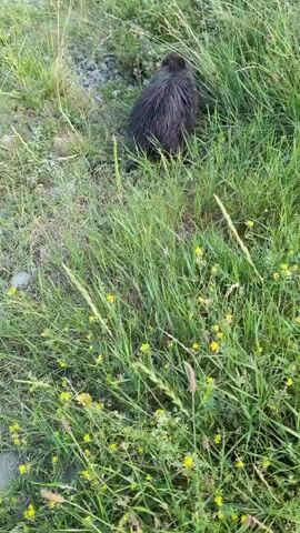 A dark-furred rodent, likely a nutria or coypu, is the sole subject of this media file. It is positioned in the center of the frame, facing away from the camera and partially obscured by tall green grass and some small yellow wildflowers. The animal has a long, dark, rat-like tail that extends behind it.

The setting appears to be a natural, overgrown area, possibly the edge of a field or embankment, with patches of gravel and dry earth visible beneath the grass. The overall impression is of a wild, untamed environment. The grass is thick and green, indicating a period of growth, and the presence of wildflowers suggests a warmer season, likely spring or summer. The lighting suggests it is daytime, possibly late afternoon or early evening, given the soft light and absence of harsh shadows. There is no visible text in the media file. The rodent's posture and focus on foraging within the vegetation suggest a typical behavior for its species. The media file captures a brief, observational moment of the animal in its natural habitat.