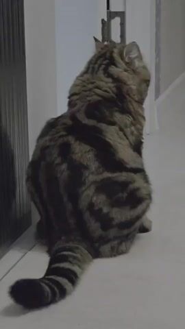 A fluffy tabby cat with dark stripes sits facing away from the camera on a light-colored tiled floor. Its tail is curled slightly to the left. The cat is next to a dark, possibly metallic, object that could be a radiator or cabinet, and a white wall with a door frame. The room appears to be dimly lit.
