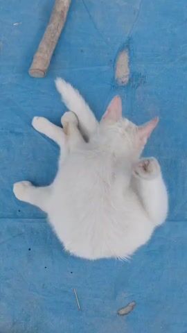 A white cat is lying on its back on a blue tarp. The cat is stretching its hind legs and appears to be grooming itself. There is a piece of wood and some debris scattered on the tarp around the cat. The scene is outdoors and the lighting suggests it is daytime.