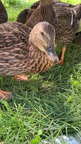 A close-up shot focuses on a group of ducks on green grass. One duck in the foreground is bending down to eat the grass, its head and beak obscured by its body. Another duck is standing behind it, also in focus, with its head slightly turned. Several other ducks are visible in the background, partially out of focus, their brown and patterned feathers blending with the environment. The grass is bright green and appears freshly cut, with some blades casting shadows. Sunlight filters through the scene, creating a natural and peaceful atmosphere.