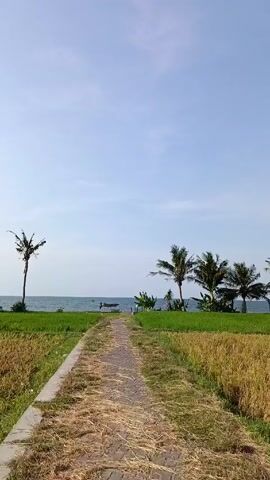 Here is a description of the scene in the video:

The video shows a path leading through rice fields towards a beach. The path is made of grey bricks, and the rice fields are on either side of it. Some of the rice is green, and some is golden brown. In the distance, there is a beach with palm trees and the ocean. The sky is blue with some white clouds. There is also a small boat visible in the water. The overall scene is peaceful and rural.
