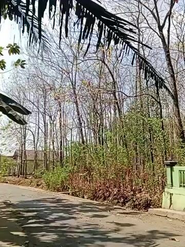 A short video clip shows a dusty road next to a dense patch of trees and undergrowth. The trees are mostly bare, with only a few leaves remaining on some of the branches. The undergrowth is a mix of green and brown, with some dead leaves scattered on the ground. A green fence is visible on the right side of the frame, and a house can be seen in the background on the left. The sun is shining, casting shadows on the road. The overall impression is of a dry, somewhat arid environment.