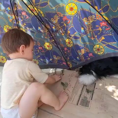 A toddler is sitting on the ground under a blue and gold patterned umbrella. The toddler is wearing a light-colored shirt and a diaper. They are reaching out towards a black and white dog that is partially visible under the umbrella. The ground is covered with some leaves and debris, and there is a piece of cardboard on the ground. The scene appears to be outdoors.