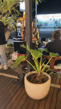 Live music performance captured at Bali restaurant patio