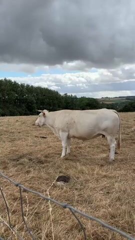The video shows a white cow standing in a dry, grassy field. The cow is facing left and looking away from the camera. There are trees and a cloudy sky in the background. A wire fence is visible in the foreground. The cow appears to be undisturbed.