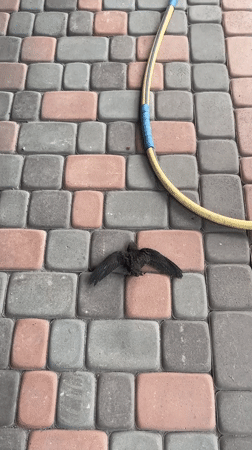 Backyard afternoon: injured bird, blooming garden, pets at home