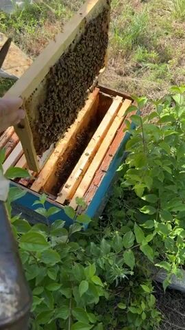 This is a close-up, high-angle shot of a beekeeper working on a beehive. The beekeeper is using a smoker to calm the bees, which are visible on the frames. The frames are covered in bees and appear to contain honey. The beekeeper's hands are visible as they manipulate the frames and the smoker. The environment is outdoors, with greenery and grass in the background. The shot is well-lit and the colors are natural.