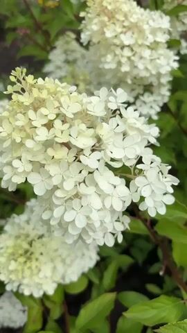 A close-up video captures blooming white hydrangeas. The camera pans slightly to showcase the full blooms and their delicate petals. The background is blurred, highlighting the flowers.