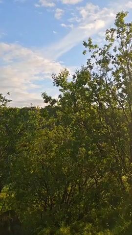This is a video of a tree in front of buildings and a blue sky. The sun is visible on the right side of the screen.