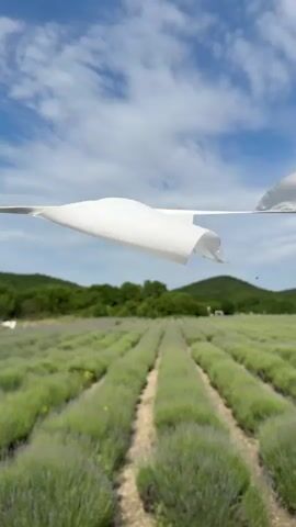 The video shows a lavender field under a blue sky with scattered clouds. In the foreground, a white, paper-like object, resembling a giant paper airplane, is positioned horizontally across the frame, obscuring the upper portion of the lavender field and the horizon. The object is illuminated by sunlight and appears to be made of a thin, flexible material that is folded into geometric shapes, giving it a sharp, angular appearance. The lavender field is neatly arranged in rows, with dirt paths between them. The background consists of rolling green hills covered in trees. The white object is the primary focus of the video, with its size and placement creating an unusual and surreal contrast with the natural landscape.