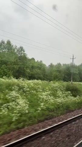 The video shows a view from a moving train. The train tracks are visible in the foreground, with brown ballast. Beyond the tracks is a field of green grass dotted with small white flowers. Further in the background, a line of dense green trees stretches across the horizon. Overhead, power lines are strung between poles, silhouetted against a cloudy, overcast sky. The scene is one of a rural landscape viewed from a vehicle in motion. There are no people or animals visible in the frame.